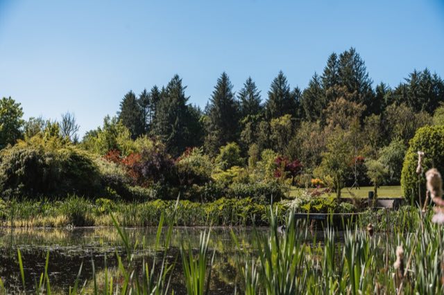 Luxury Lakeview Retreat: The lake, edged with reeds and conifers