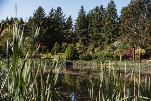 Luxury Lakeview Retreat: Reeds at the lake's edge