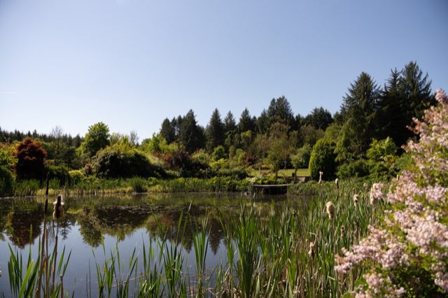 Luxury Lakeview Retreat: The lake in summer, with reeds and blossom
