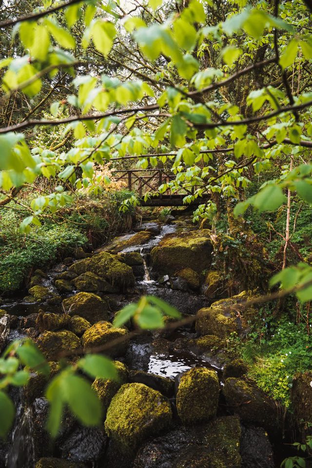 Luxury Studio: Moss-covered stream running through the woodland
