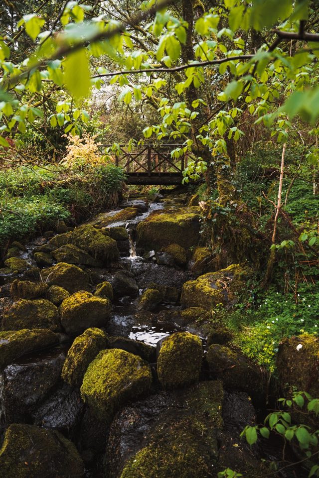 Luxury Studio: Stream running over mossy rocks in the woods