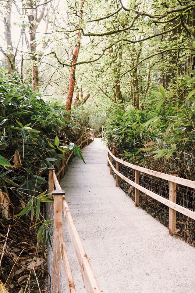 Luxury Studio: Boardwalk path through the woodland