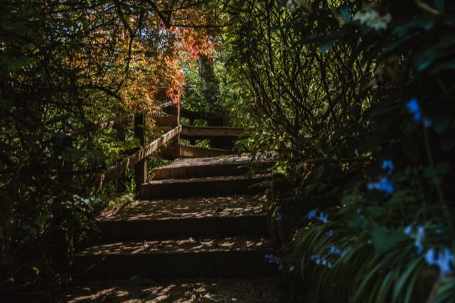 Luxury Studio: Wooden steps on the forest walk