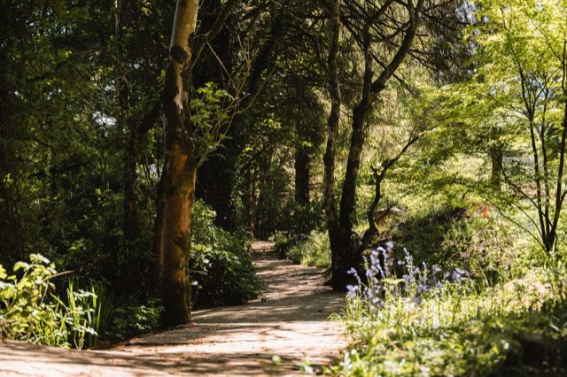 Luxury Studio: Woodland path with bluebells