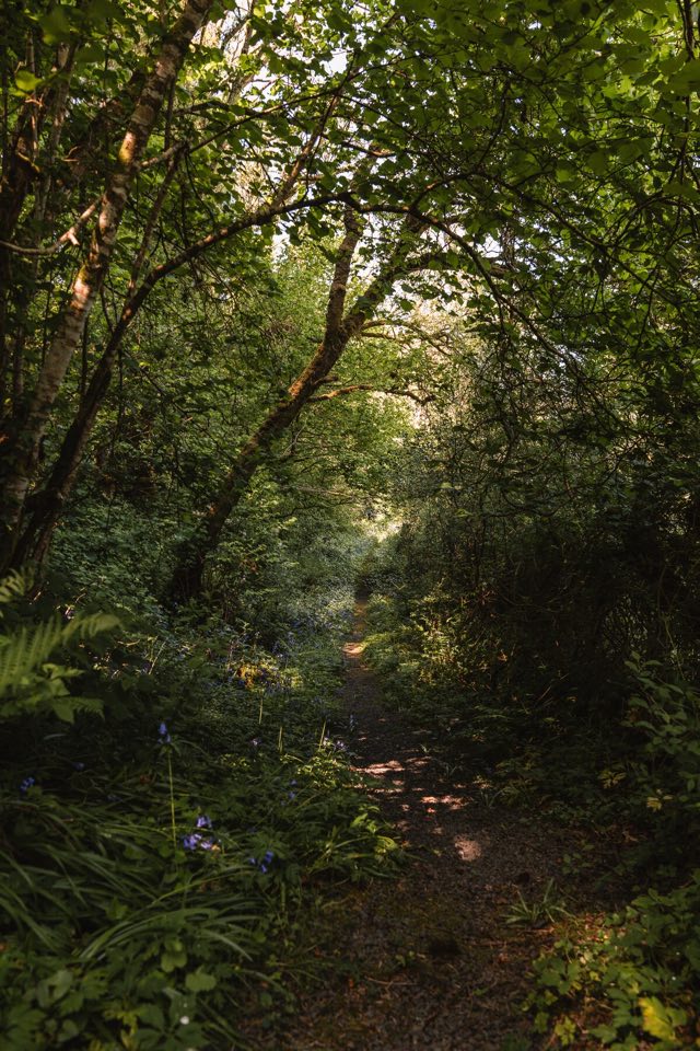 Luxury Studio: Shaded woodland path