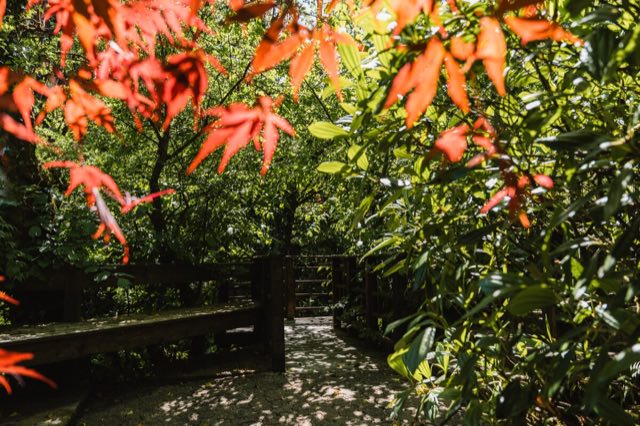 Luxury Studio: Red maple leaves over a wooden walkway