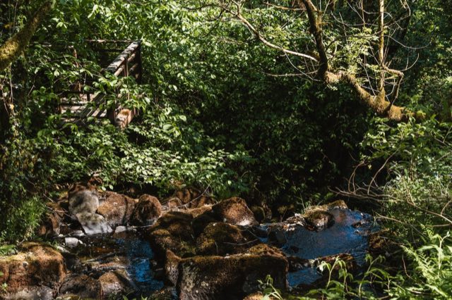 Luxury Studio: Stream through the woodland