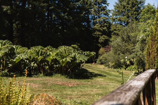 Luxury Studio: Lawn and large-leaved planting in the grounds